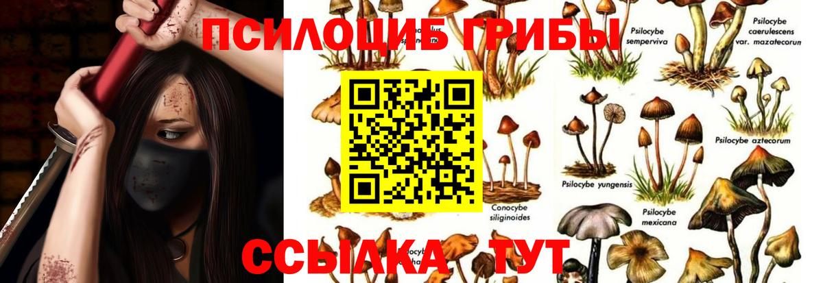 Лениногорск  Псилоцибиновые грибы Cubensis  Вход с VPN 
